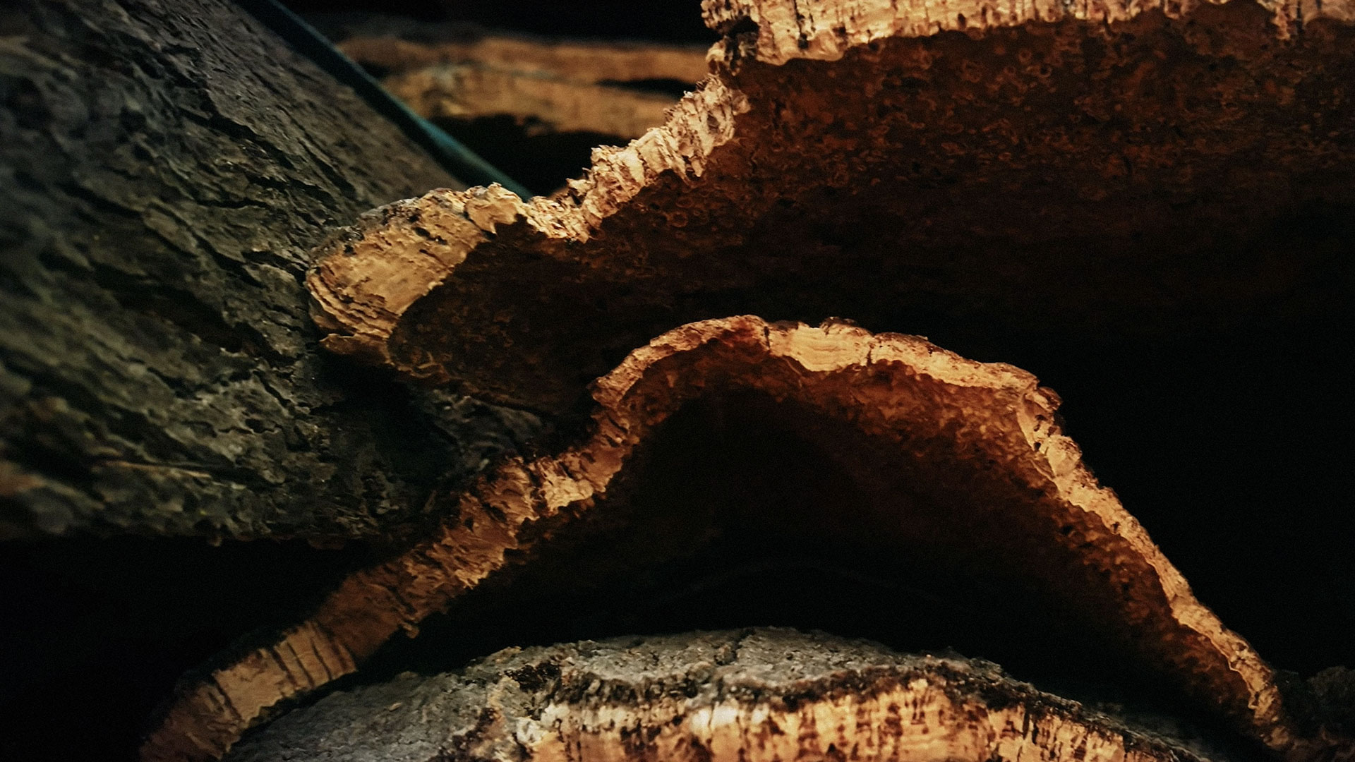 corteccia grezza di sughero