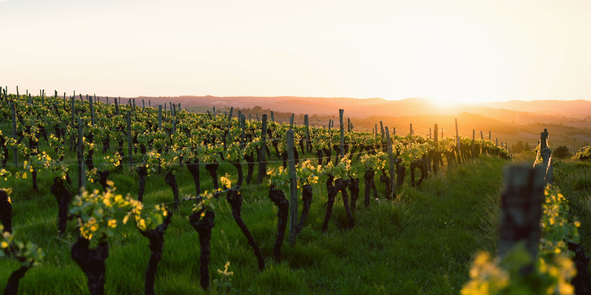 vigneto con tramonto