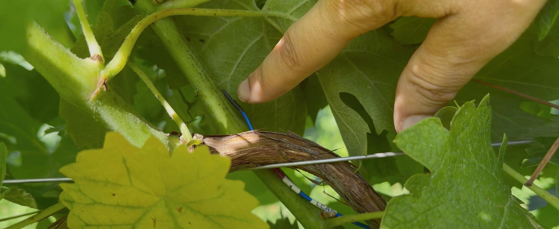 sensore per la fertirrigazione della vite
