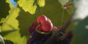 Acini maturi di vite Chardonnay