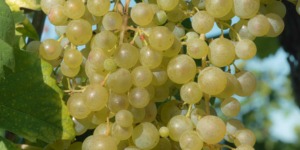 Grappolo di Glera atta a Prosecco in vigneto presso Conegliano